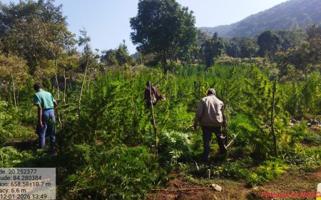 ପୋଲିସ, ଅବକାରୀ ଓ ରାଜସ୍ବ ବିଭାଗ ର ମିଳିତ ଉଦ୍ୟମ ରେ ୮୬ ଏକର ଜମିରୁ ଗଞ୍ଜେଇ ଚାଷ ନଷ୍ଟ