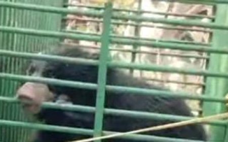 କୂଅ ରେ ପଡିଥିବା ଭାଲୁଟିକୁ ସୁରକ୍ଷିତ ଭାବେ ଉଦ୍ଧାର କଲା ବନ ବିଭାଗ