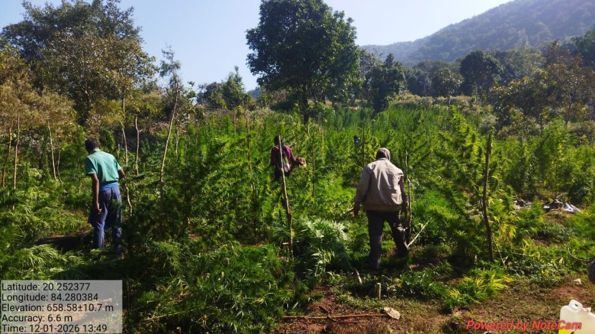 ପୋଲିସ, ଅବକାରୀ ଓ ରାଜସ୍ବ ବିଭାଗ ର ମିଳିତ ଉଦ୍ୟମ ରେ ୮୬ ଏକର ଜମିରୁ ଗଞ୍ଜେଇ ଚାଷ ନଷ୍ଟ