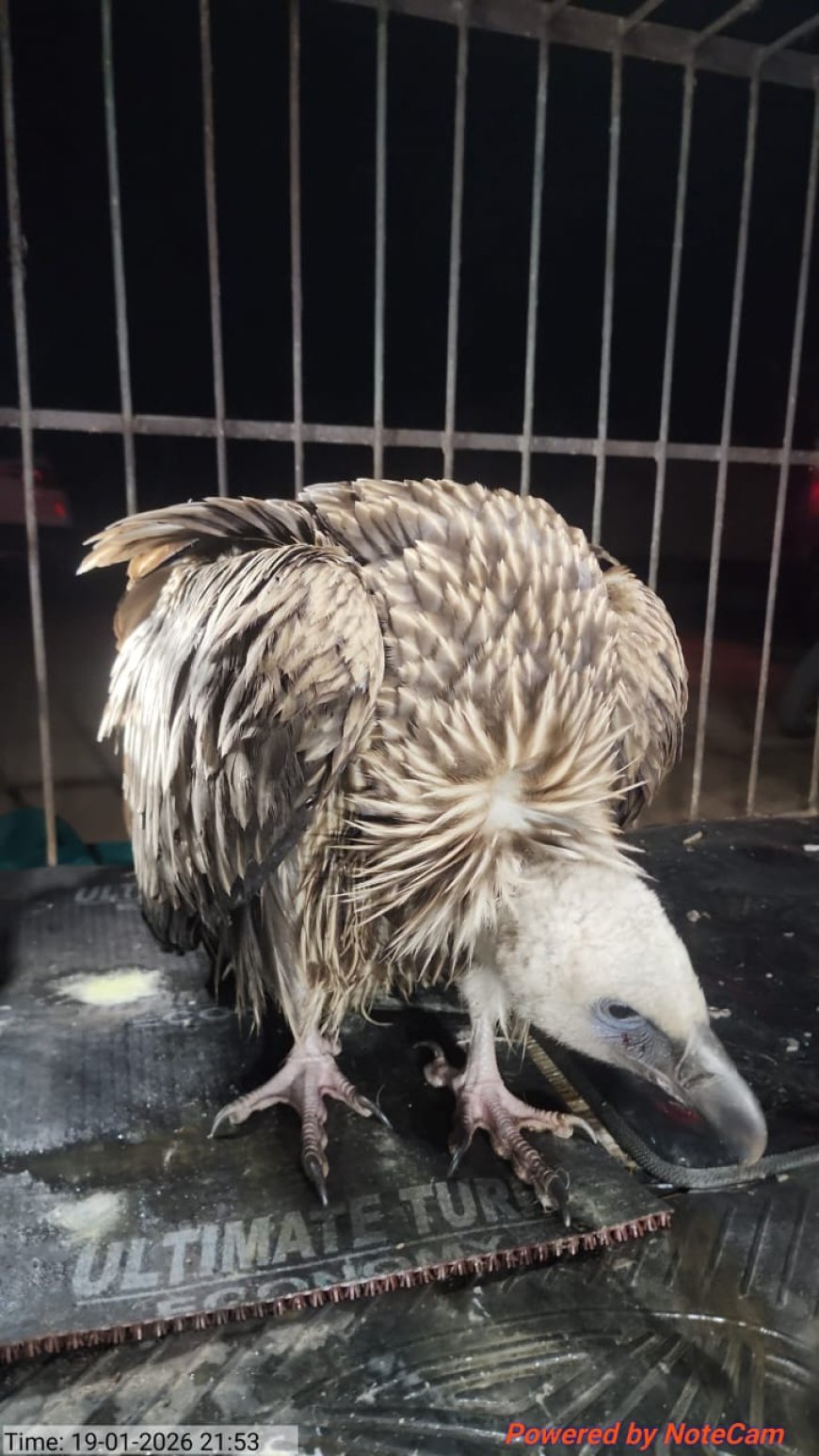 ଉଦ୍ଧାର ଶାଗୁଣାକୁ ଚିଡିଆଖାନା ପଠାଗଲା