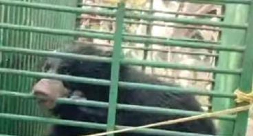 କୂଅ ରେ ପଡିଥିବା ଭାଲୁଟିକୁ ସୁରକ୍ଷିତ ଭାବେ ଉଦ୍ଧାର କଲା ବନ ବିଭାଗ