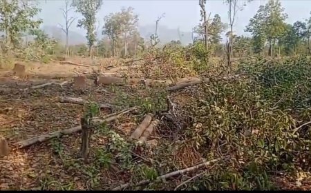 ସଂରକ୍ଷିତ ଜଙ୍ଗଲରୁ ମୁଲ୍ୟବାନ ଗଛ କାଟିବା ଅଭିଯୋଗରେ ୩ ଗିରଫ