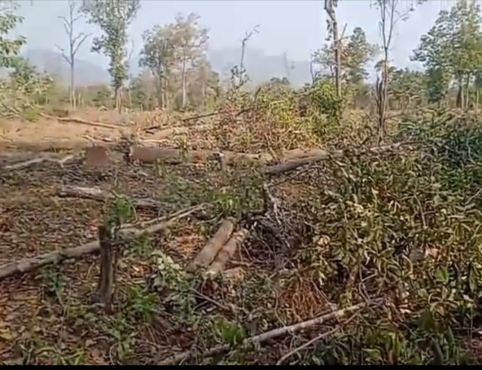 ସଂରକ୍ଷିତ ଜଙ୍ଗଲରୁ ମୁଲ୍ୟବାନ ଗଛ କାଟିବା ଅଭିଯୋଗରେ ୩ ଗିରଫ