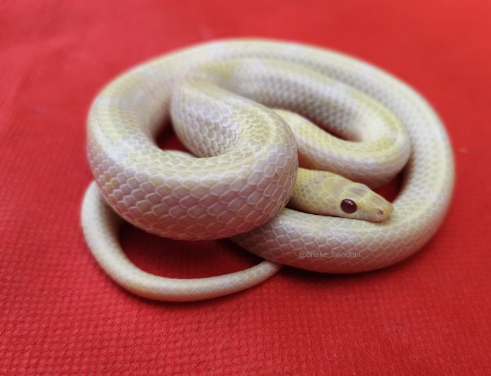 ବିଜିପୁର ରଥ ସାହିରୁ ବିରଳ ଆଲବିନୋ କମନ ଉଲ୍‌ଫ(ଚିତି) ସାପ ଉଦ୍ଧାର ହୋଇଛି