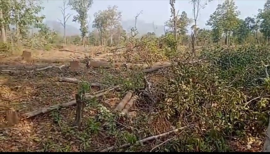 ସଂରକ୍ଷିତ ଜଙ୍ଗଲରୁ ମୁଲ୍ୟବାନ ଗଛ କାଟିବା ଅଭିଯୋଗରେ ୩ ଗିରଫ