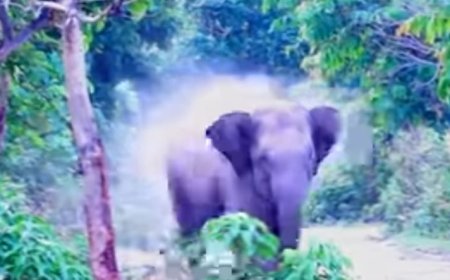 ପୁଣି ଆତଙ୍କ ଖେଳେଇ ଛନ୍ତି ଗଜରାଜ