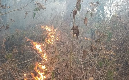 ତୁମୁଡ଼ିବନ୍ଧ ବନାଞ୍ଚଳରେ ଜଳୁଛି ନିଆଁ