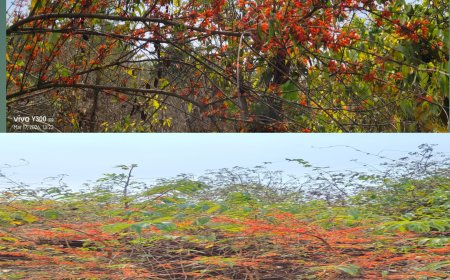 ଟେଣ୍ଡେକା ଫୁଲ୍ ଲୋକଙ୍କ ପାଇଁ ରୋଜଗାର ମାଧ୍ୟମ ସାଜିଛି