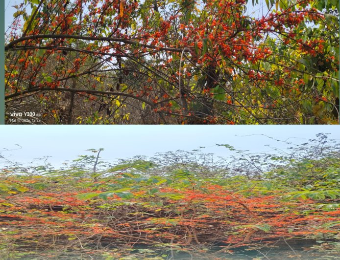 ଟେଣ୍ଡେକା ଫୁଲ୍ ଲୋକଙ୍କ ପାଇଁ ରୋଜଗାର ମାଧ୍ୟମ ସାଜିଛି