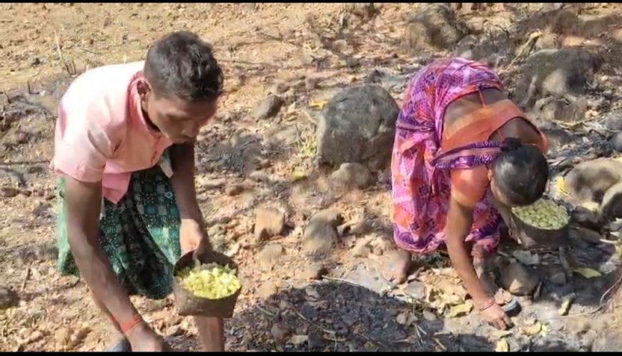 ବେପାରୀ ଙ୍କ ଠାରେ ଶୋଷଣ ର ଶିକାର ହେଉଛନ୍ତି ମହୁଳ ଗୋଟାଳି