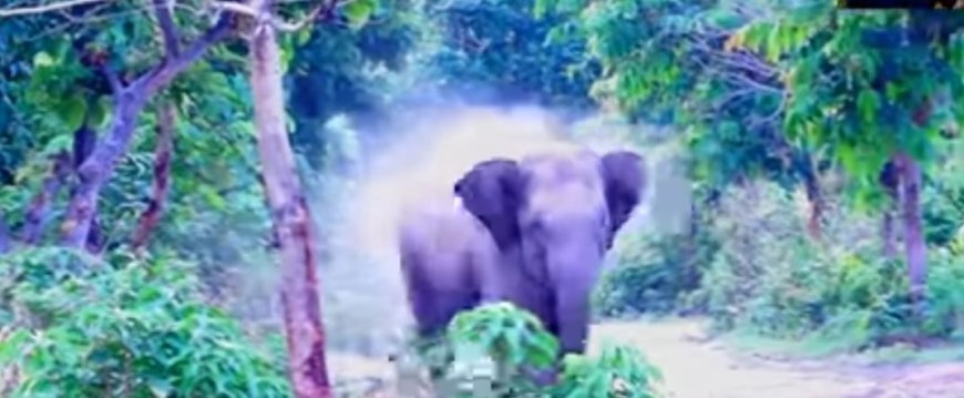 ପୁଣି ଆତଙ୍କ ଖେଳେଇ ଛନ୍ତି ଗଜରାଜ