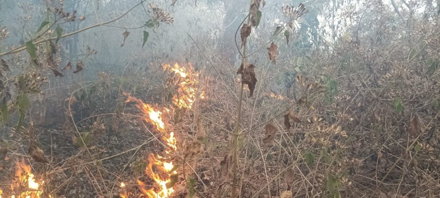 ତୁମୁଡ଼ିବନ୍ଧ ବନାଞ୍ଚଳରେ ଜଳୁଛି ନିଆଁ