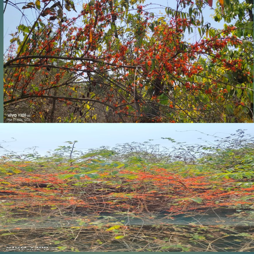 ଟେଣ୍ଡେକା ଫୁଲ୍ ଲୋକଙ୍କ ପାଇଁ ରୋଜଗାର ମାଧ୍ୟମ ସାଜିଛି