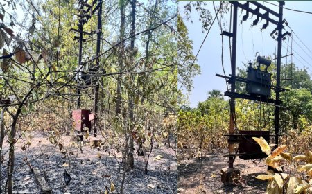 ବୁଚାମୁଣ୍ଡା ଗ୍ରାମ୍ୟ ଜଙ୍ଗଳ ଓ ସିରିଆପାଲି ବଡଖଳିଆ ସଂରକ୍ଷିତ ଜଙ୍ଗଳ ନିଆଁରେ ପୋଡି ଛାରଖାର ,  ଜଙ୍ଗଳ ଭିତରେ ନିଆଁ ଲାଗି ବିଦ୍ୟୁତ୍ କେବୁଲ  ପୋଡିଲା, ୨୪ ଘଣ୍ଟା ଧରି ବିଦ୍ୟୁତ୍ ବ୍ୟାଘାତ,