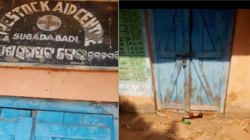 ସୁଗଡ଼ବାଡ଼ି ପଶୁ ଚିକିତ୍ସାଳୟ ରେ ଦୀର୍ଘଦିନ ରୁ ପଡ଼ି ରହିଛି ତାଲା.. ଆସୁନାହାନ୍ତି କର୍ମଚାରୀ ସୁନନ୍ଦା ପାଢ଼ୀ..ଆସୁଛି ମଦ ବୋତଲ