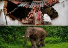 ଝାରସୁଗୁଡ଼ା ଜିଲ୍ଲା କିର୍ମିରା ବ୍ଲକ ଜଙ୍ଗଲ ସୀମାବର୍ତ୍ତୀ ଗ୍ରାମରେ ଦନ୍ତା ହାତୀର ଭୟ: ଦିନ ଦ୍ୱିପ୍ରହରରେ ଖୁଲମଖୁଲା ବୁଲୁଛନ୍ତି ଦନ୍ତା ହାତୀ,ବନବିଭାଗ ନାକେଦମ ହେଲାଣି ଦନ୍ତାକୁ ଜଙ୍ଗଲ ଭିତରେ ସୀମିତ ରଖିବା ପାଇଁ