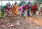 ଅଭିଯୋଗ ଶୁଣିଲେ ନାହିଁ ପ୍ରଶାସନ,ମାଟି କାଦୁଅ ରାସ୍ତାରେ ଲଗାଇଲେ ଧାନ ତଳି କପୂଗୁଡ଼ା ଗ୍ରାମବାସୀ