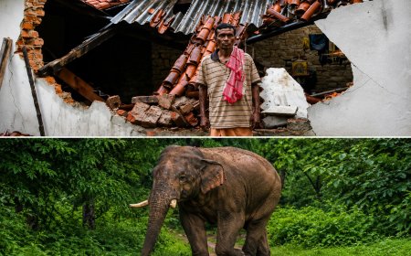ଝାରସୁଗୁଡ଼ା ଜିଲ୍ଲା କିର୍ମିରା ବ୍ଲକ ଜଙ୍ଗଲ ସୀମାବର୍ତ୍ତୀ ଗ୍ରାମରେ ଦନ୍ତା ହାତୀର ଭୟ: ଦିନ ଦ୍ୱିପ୍ରହରରେ ଖୁଲମଖୁଲା ବୁଲୁଛନ୍ତି ଦନ୍ତା ହାତୀ,ବନବିଭାଗ ନାକେଦମ ହେଲାଣି ଦନ୍ତାକୁ ଜଙ୍ଗଲ ଭିତରେ ସୀମିତ ରଖିବା ପାଇଁ