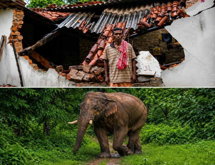 ଝାରସୁଗୁଡ଼ା ଜିଲ୍ଲା କିର୍ମିରା ବ୍ଲକ ଜଙ୍ଗଲ ସୀମାବର୍ତ୍ତୀ ଗ୍ରାମରେ ଦନ୍ତା ହାତୀର ଭୟ: ଦିନ ଦ୍ୱିପ୍ରହରରେ ଖୁଲମଖୁଲା ବୁଲୁଛନ୍ତି ଦନ୍ତା ହାତୀ,ବନବିଭାଗ ନାକେଦମ ହେଲାଣି ଦନ୍ତାକୁ ଜଙ୍ଗଲ ଭିତରେ ସୀମିତ ରଖିବା ପାଇଁ