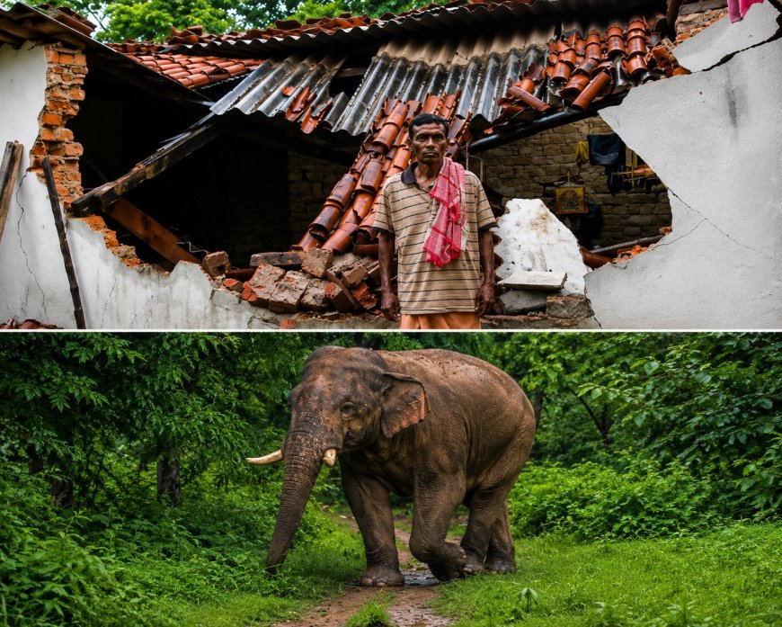 ଝାରସୁଗୁଡ଼ା ଜିଲ୍ଲା କିର୍ମିରା ବ୍ଲକ ଜଙ୍ଗଲ ସୀମାବର୍ତ୍ତୀ ଗ୍ରାମରେ ଦନ୍ତା ହାତୀର ଭୟ: ଦିନ ଦ୍ୱିପ୍ରହରରେ ଖୁଲମଖୁଲା ବୁଲୁଛନ୍ତି ଦନ୍ତା ହାତୀ,ବନବିଭାଗ ନାକେଦମ ହେଲାଣି ଦନ୍ତାକୁ ଜଙ୍ଗଲ ଭିତରେ ସୀମିତ ରଖିବା ପାଇଁ