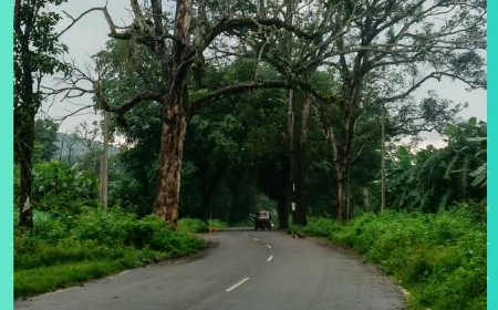 PWD ମୁଖ୍ୟ ରାସ୍ତା ଉପରେ ଶୁଖିଲା ଆମ୍ବଗଛ, ଦୁର୍ଘଟଣା ଆଶଙ୍କା:ଗଛ ହଟାଇବାକୁ ବନ ବିଭାଗକୁ ସରପଞ୍ଚଙ୍କ ଦାବିପତ୍ର