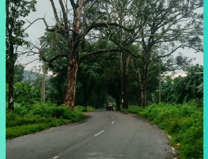 PWD ମୁଖ୍ୟ ରାସ୍ତା ଉପରେ ଶୁଖିଲା ଆମ୍ବଗଛ, ଦୁର୍ଘଟଣା ଆଶଙ୍କା:ଗଛ ହଟାଇବାକୁ ବନ ବିଭାଗକୁ ସରପଞ୍ଚଙ୍କ ଦାବିପତ୍ର