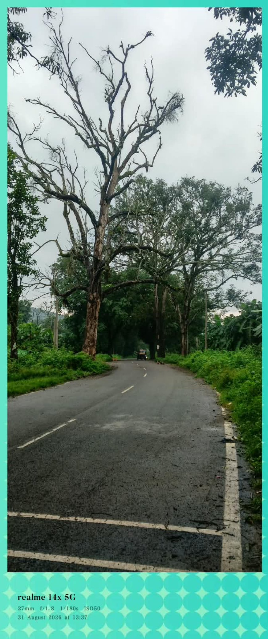 PWD ମୁଖ୍ୟ ରାସ୍ତା ଉପରେ ଶୁଖିଲା ଆମ୍ବଗଛ, ଦୁର୍ଘଟଣା ଆଶଙ୍କା:ଗଛ ହଟାଇବାକୁ ବନ ବିଭାଗକୁ ସରପଞ୍ଚଙ୍କ ଦାବିପତ୍ର