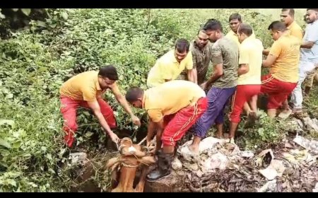 ରାୟଗଡା ଯୁବ ଶକ୍ତି ଓ ଅଗ୍ନିଶମ ବିଭାଗର ମିଳିତ ପ୍ରୟାସରେ:ଡ୍ରେନରୁ ଉଦ୍ଧାର ହେଲା ଗୋମାତା l ମାଲିକଙ୍କ ଦାୟିତ୍ୱହୀନତାକୁ ନେଇ ପ୍ରଶ୍ନ ?