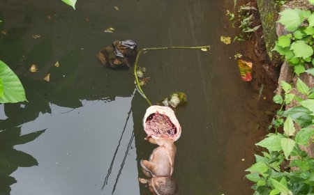 ନବଜାତ ଶିଶୁକୁ ଗର୍ତ୍ତରେ ଫିଙ୍ଗିଲେ କିଏ