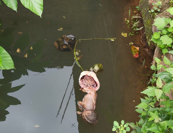 ନବଜାତ ଶିଶୁକୁ ଗର୍ତ୍ତରେ ଫିଙ୍ଗିଲେ କିଏ