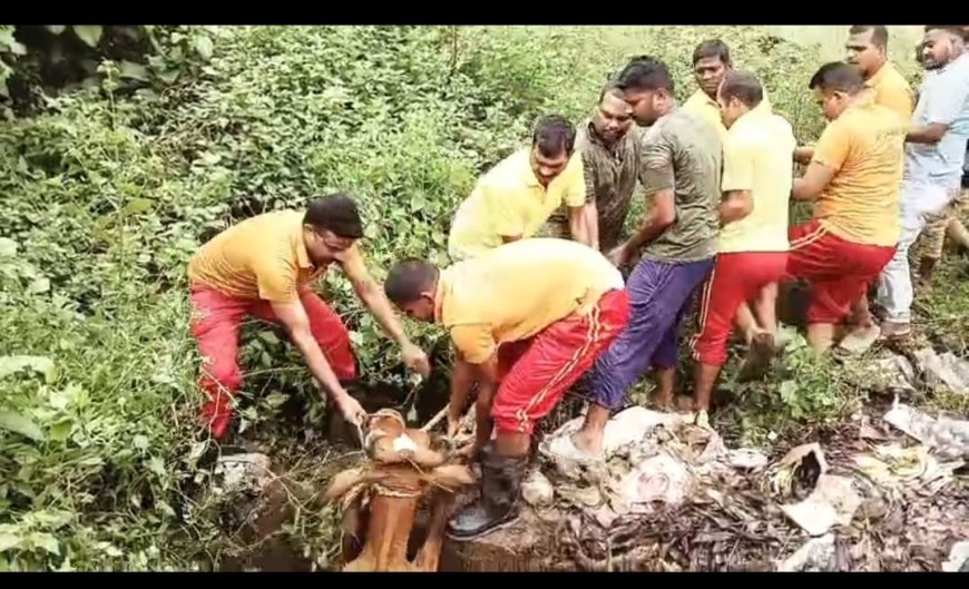 ରାୟଗଡା ଯୁବ ଶକ୍ତି ଓ ଅଗ୍ନିଶମ ବିଭାଗର ମିଳିତ ପ୍ରୟାସରେ:ଡ୍ରେନରୁ ଉଦ୍ଧାର ହେଲା ଗୋମାତା l ମାଲିକଙ୍କ ଦାୟିତ୍ୱହୀନତାକୁ ନେଇ ପ୍ରଶ୍ନ ?